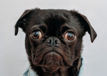 Card spending in pet vertical