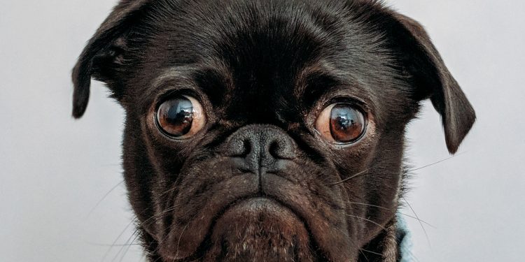 Card spending in pet vertical