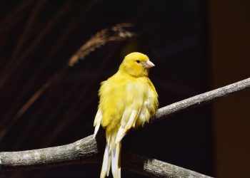 CC Delinquency: Subprime Performance the “Canary in the Coalmine”