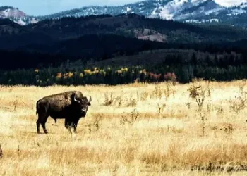 Wyoming’s Stablecoin Debuts for the General Public